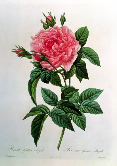 Rosa Gallica Regallis, aus 